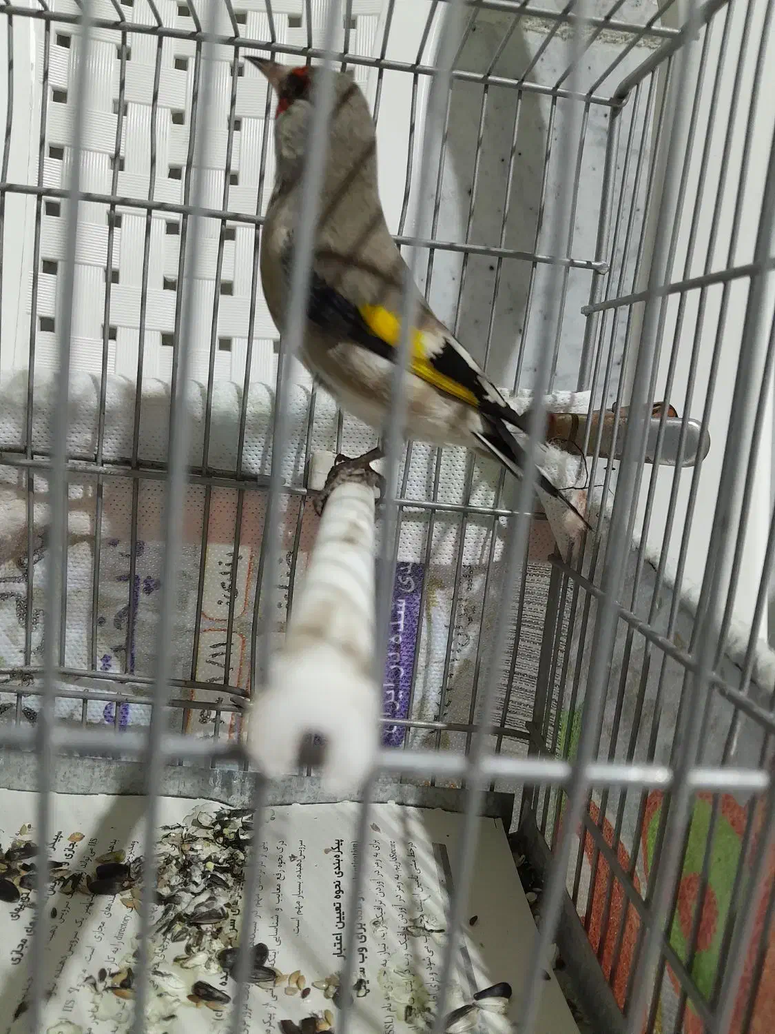 دوعدد سهره نر شلاقی دورگه|پرنده|بجنورد, |دیوار