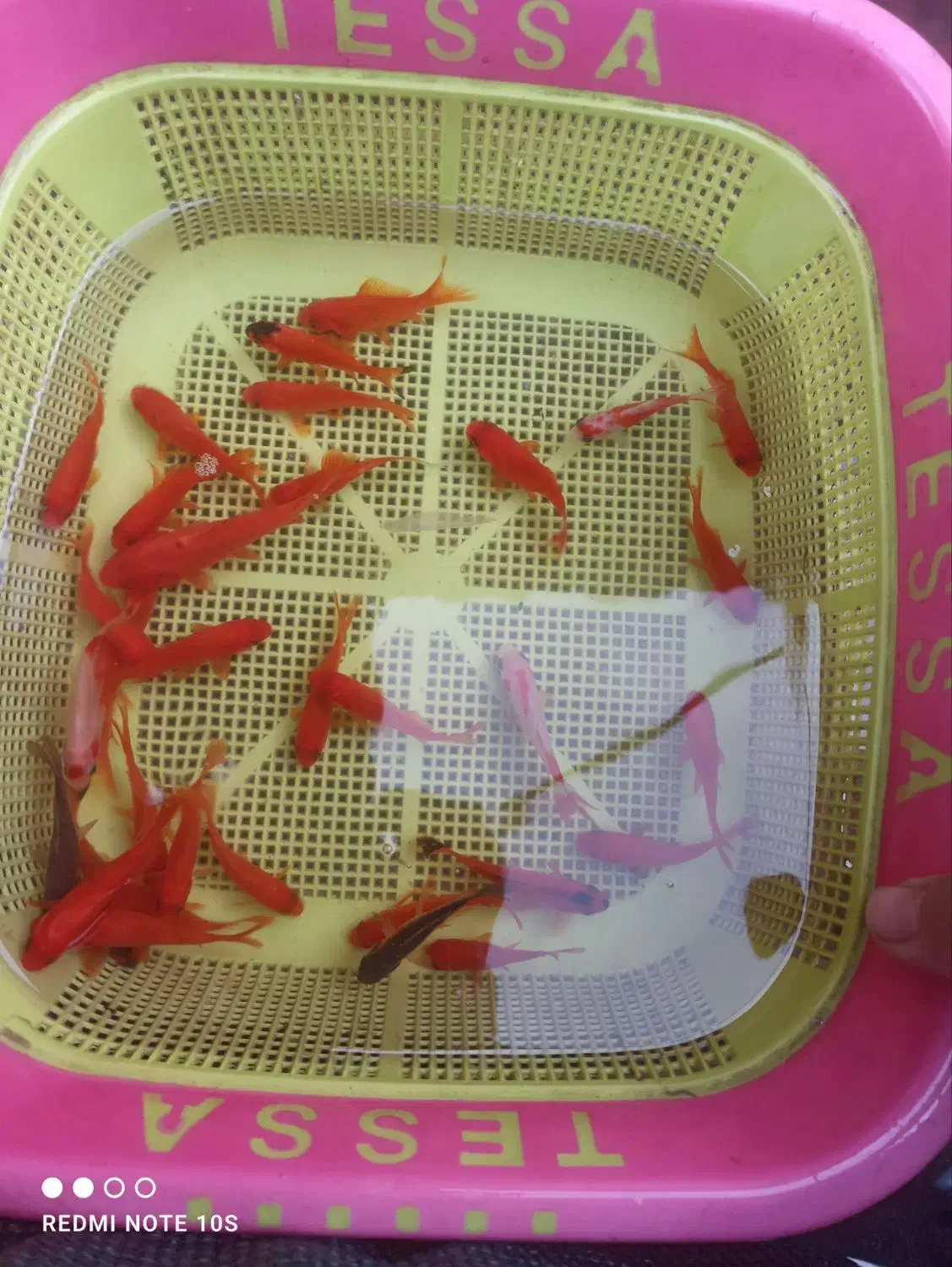 ماهی قرمز،گلدفیش،کوی|ماهی|خان ببین, |دیوار