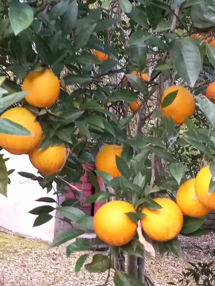 تامسون ابدار درشت درجه یک|خوردنی و آشامیدنی|نوشهر, |دیوار