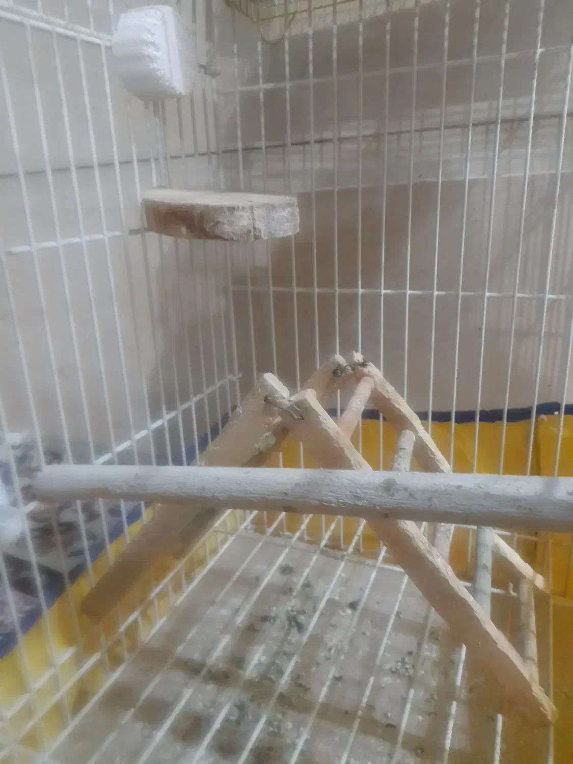 قفس|لوازم جانبی حیوانات|باوی, |دیوار