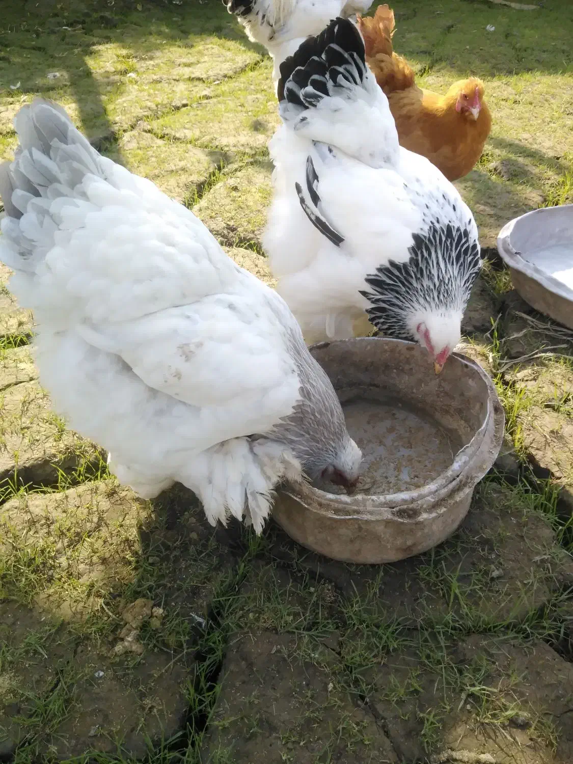 جوجه برهما لایت بلولایت و بوف|حیوانات مزرعه|بابل, |دیوار