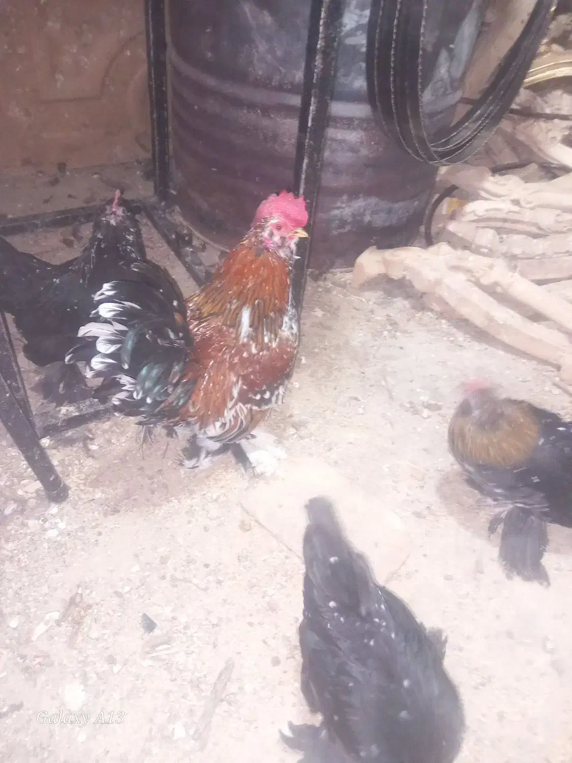 تخم یوسل وخروس تزیینی|حیوانات مزرعه|قم, بیانی|دیوار