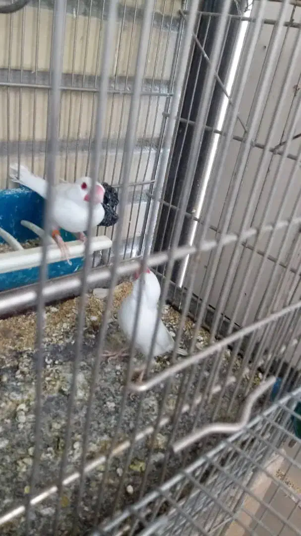 جفت فنچ نرگسی البینو چشم قرمز|پرنده|اندیشه, اندیشه فاز ۵|دیوار