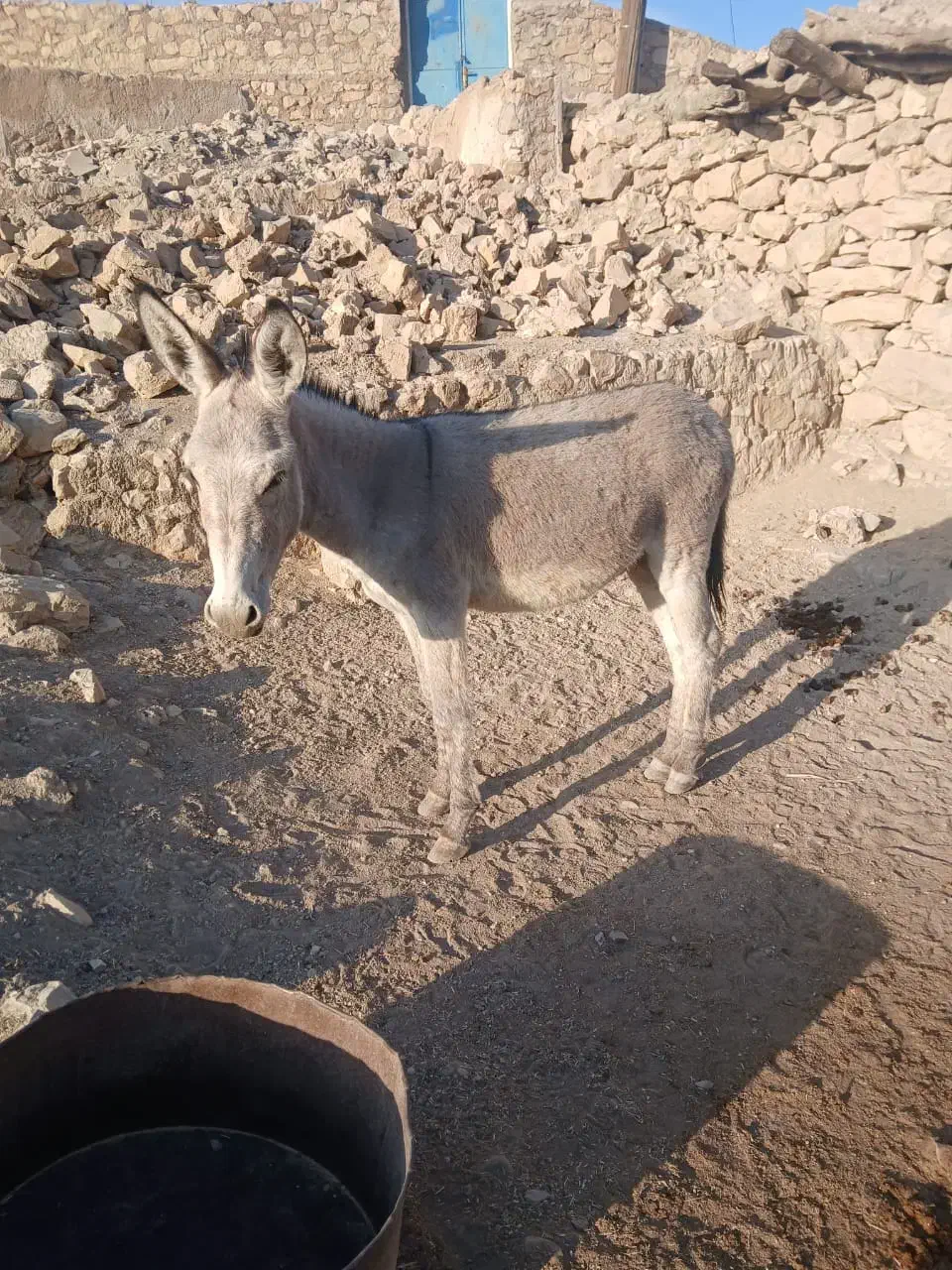 الاغ|حیوانات مزرعه|دهدشت, |دیوار