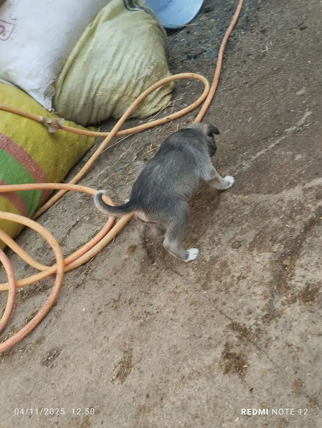 توله سرابی|سگ|اهر, |دیوار