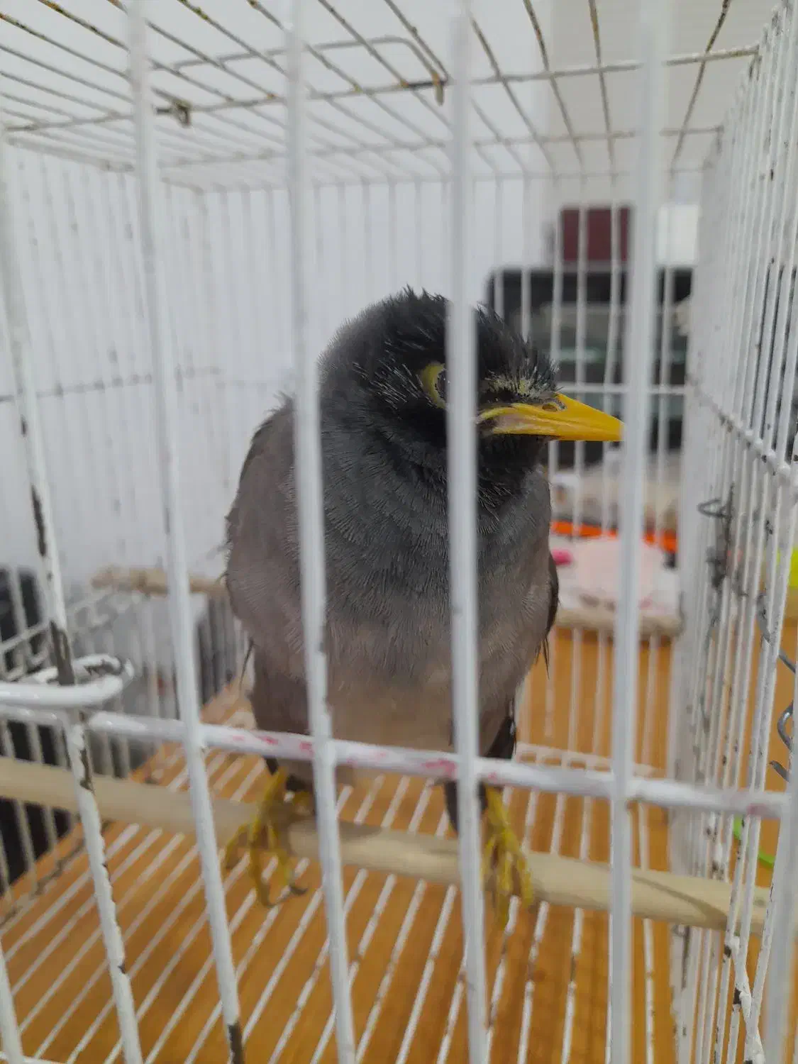 سلام جوجه مینا ۸ماهه بازیگوش|پرنده|تربت جام, مسکن مهر|دیوار