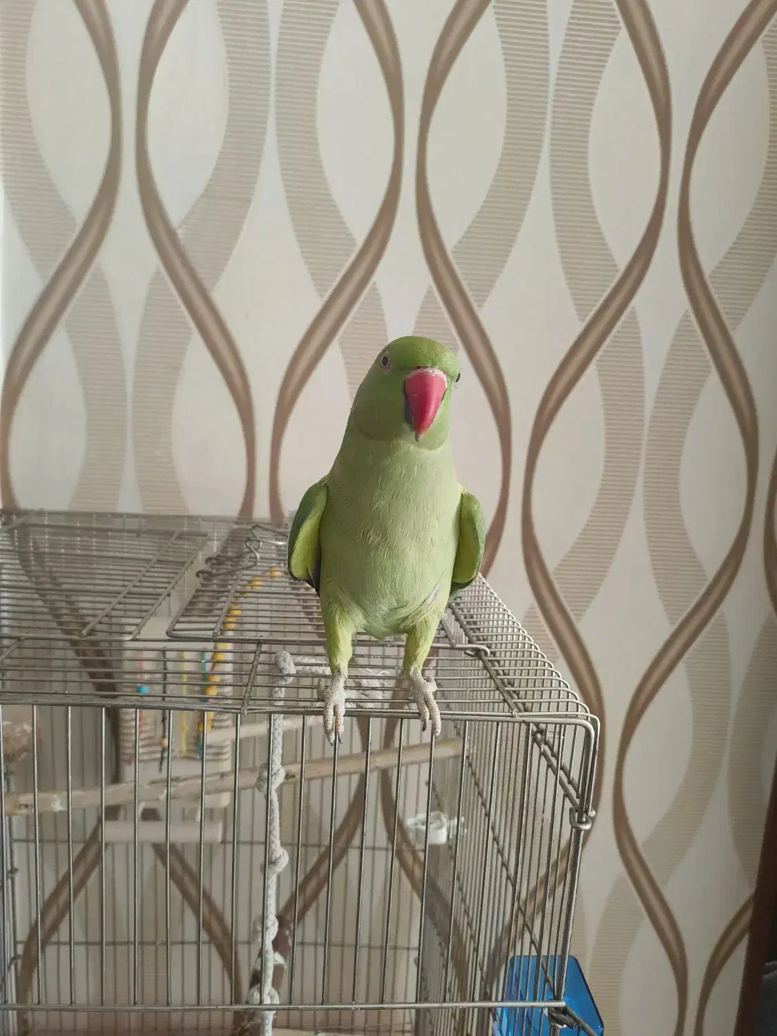 ملنگو دستی|پرنده|مبارکه, |دیوار