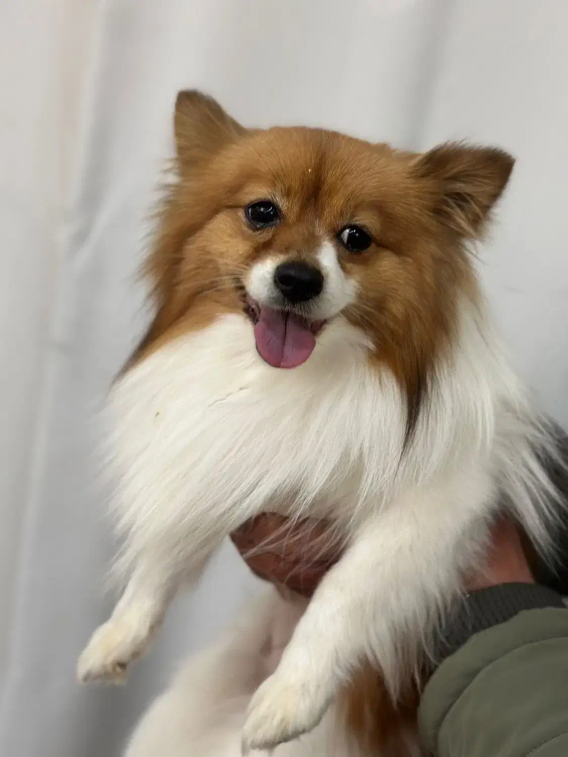 سگ پامرین روباهی|سگ|شیراز, گویم|دیوار