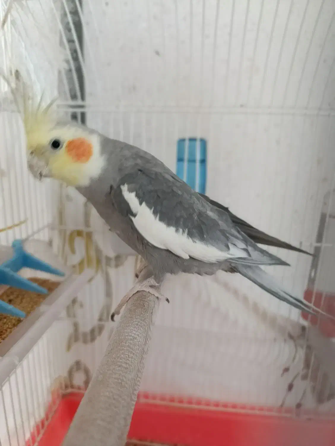 عروس وکوتوله|پرنده|ابریشم, |دیوار