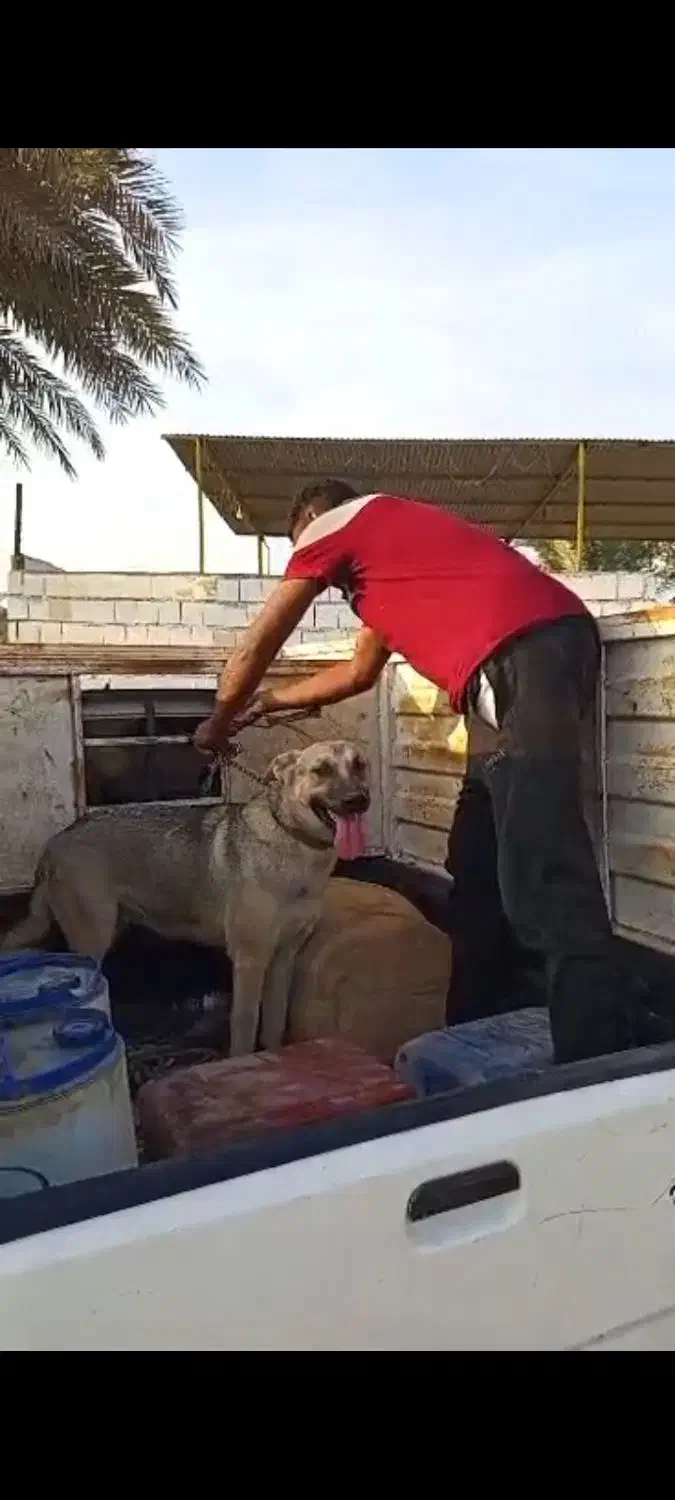 سگ دزدیده شده|حیوانات|میناب, |دیوار