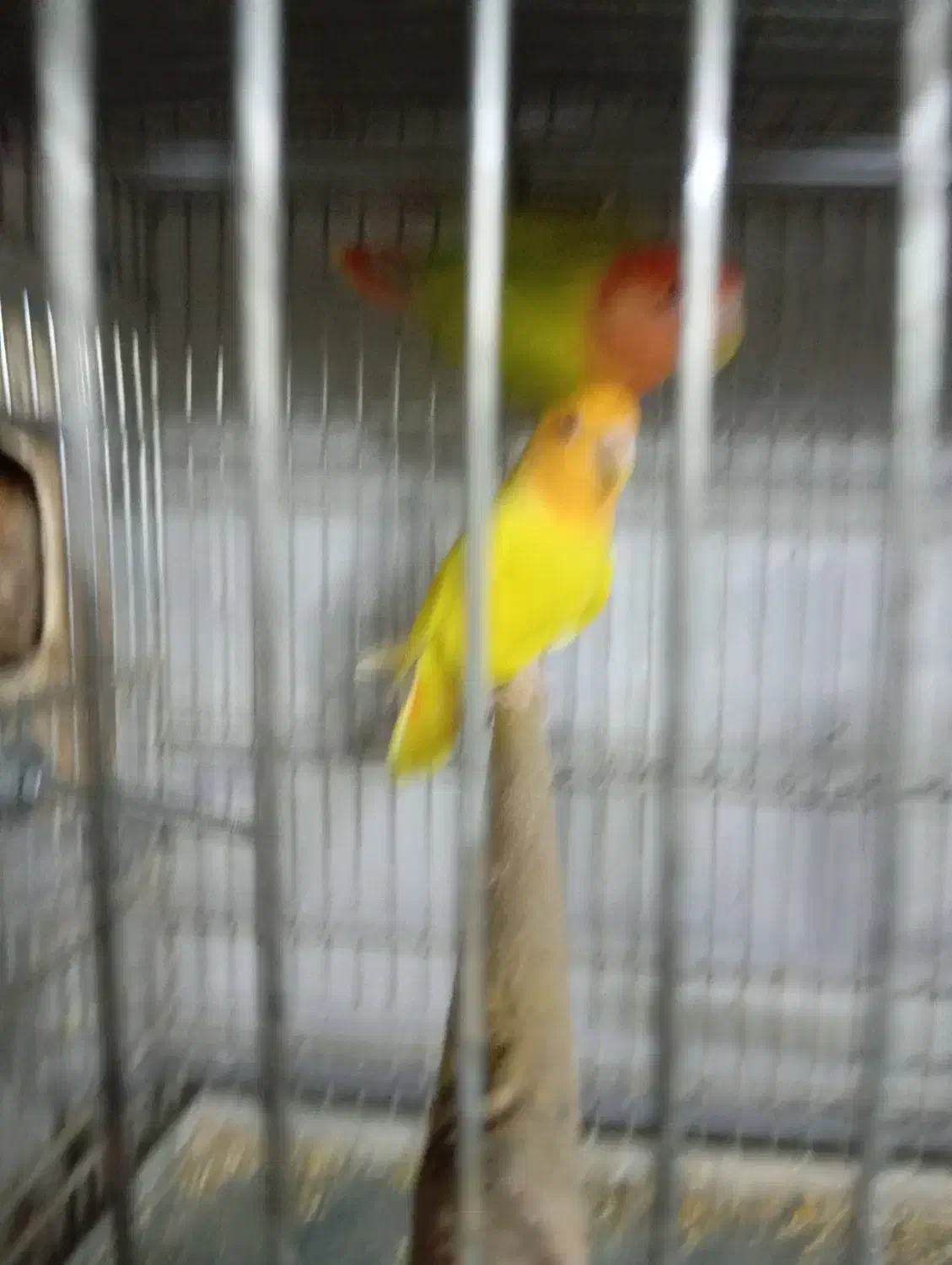 طوطی برزیلی مولد نژاد اوپال اورنج فیس|پرنده|تهران, نازیآباد|دیوار