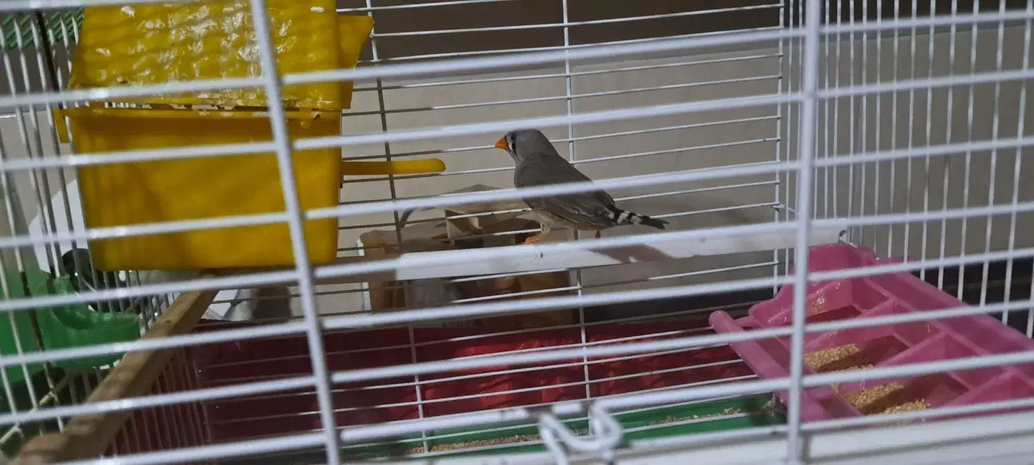 فنچ|پرنده|محمدیه-قزوین, |دیوار