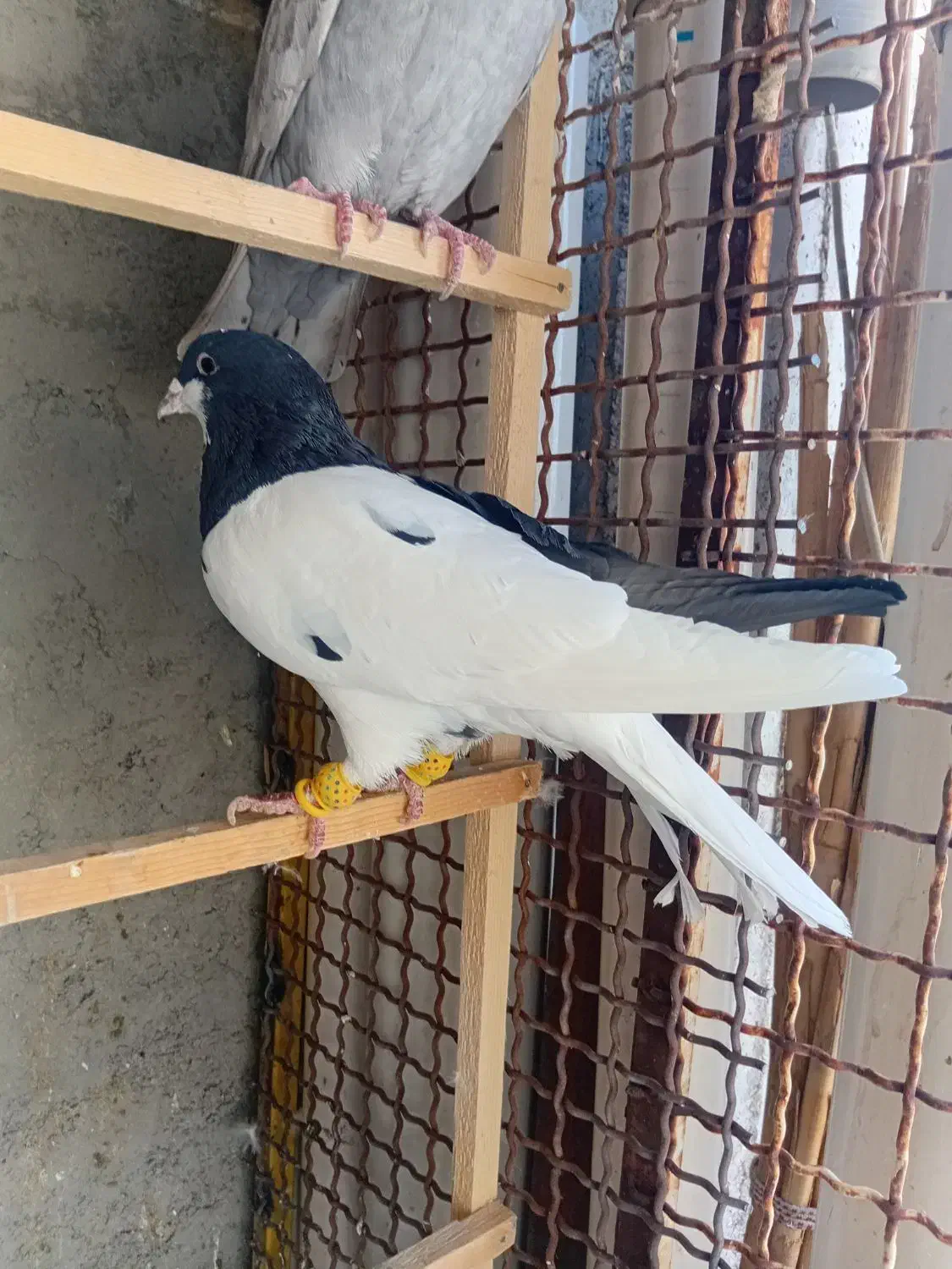 کبوتر راست سیاه نر پرنده|پرنده|قزوین, |دیوار