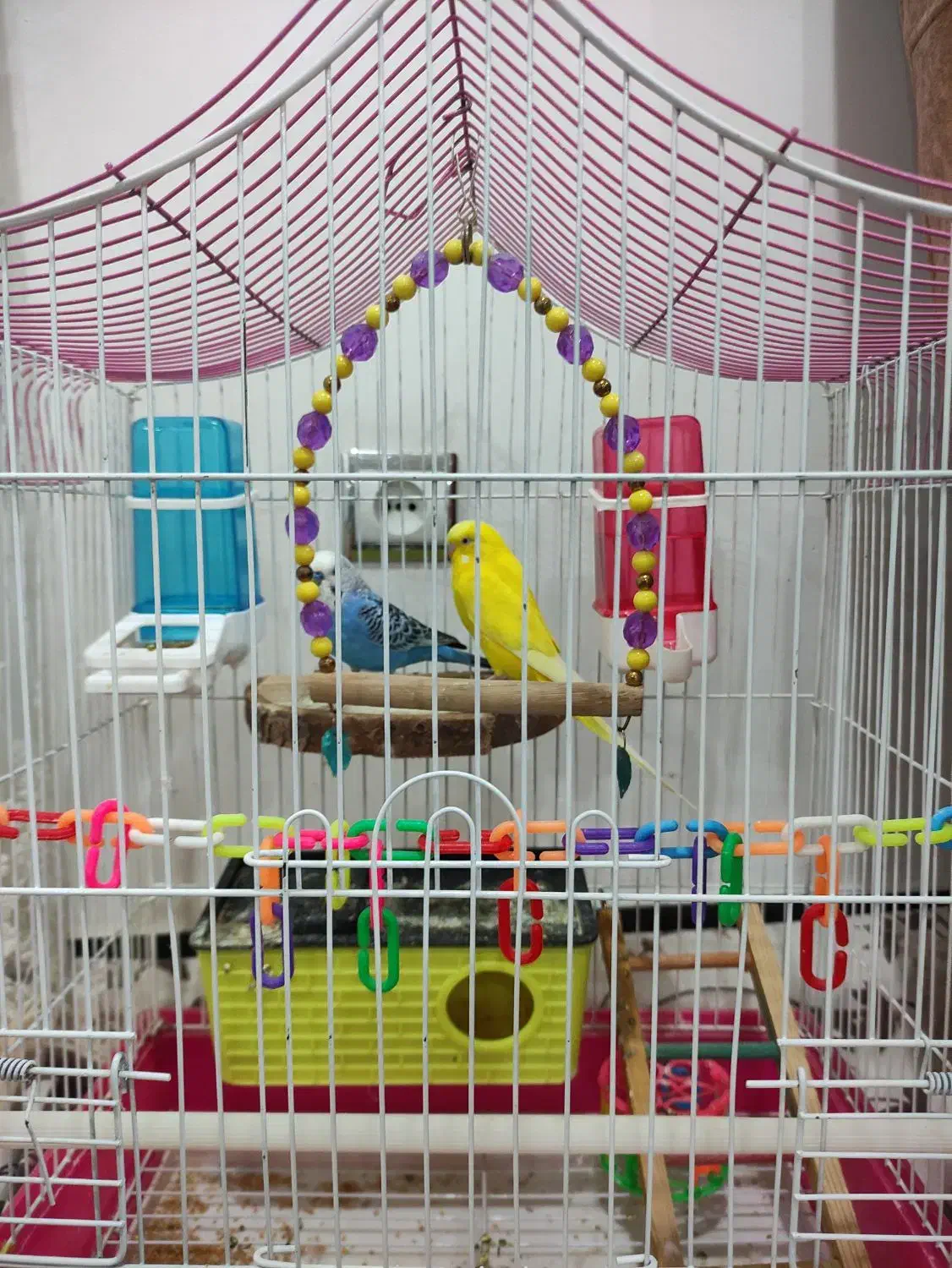 فروش مرغ عشق|پرنده|مریوان, |دیوار