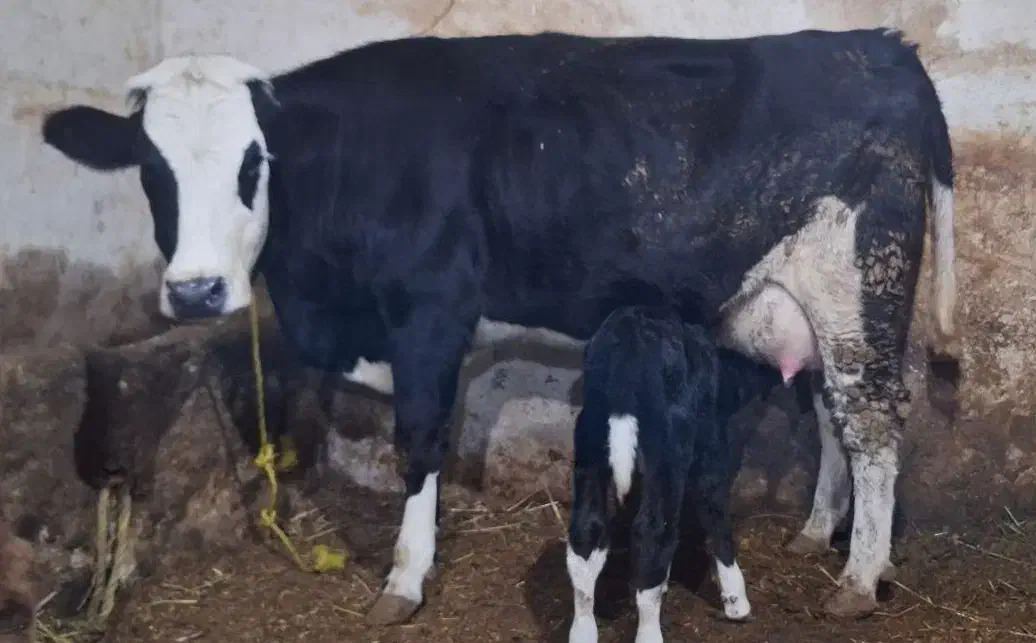 گاو سمینتال تازه زاییده|حیوانات مزرعه|اهر, |دیوار