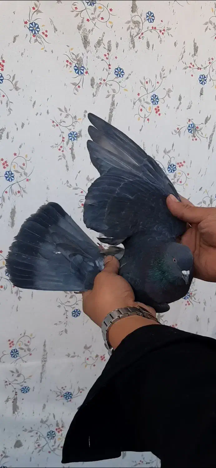 کفتر پررشی|پرنده|ایوان, |دیوار