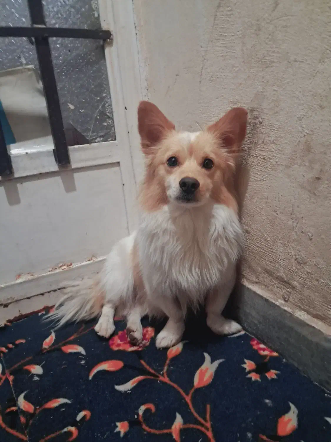 فروش سگ روباهی|سگ|کارون, |دیوار