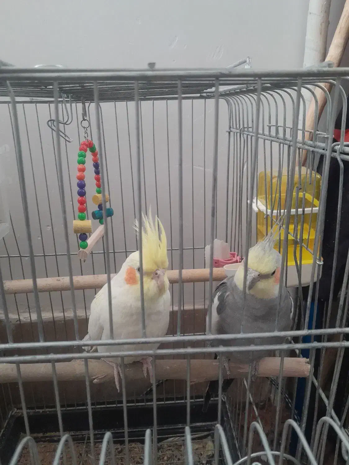 ۴عدد عروس هلندی|پرنده|مهریز, |دیوار