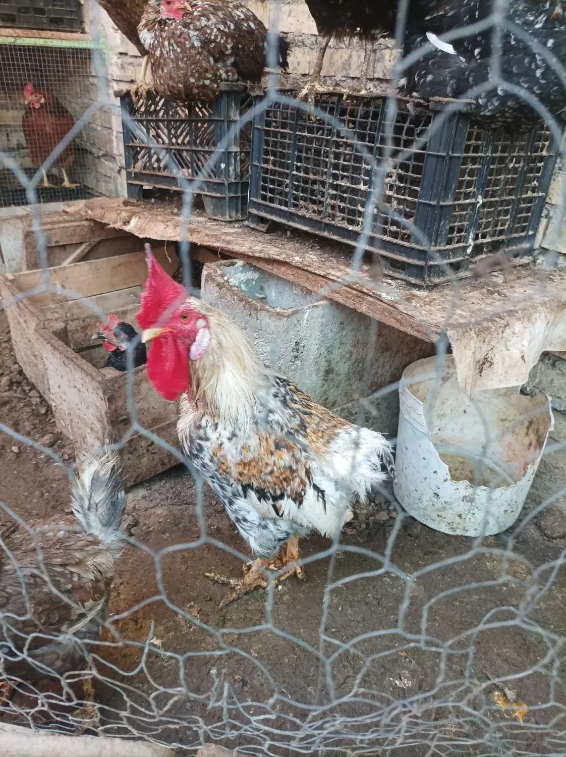 خروس|حیوانات مزرعه|خرمشهر, |دیوار