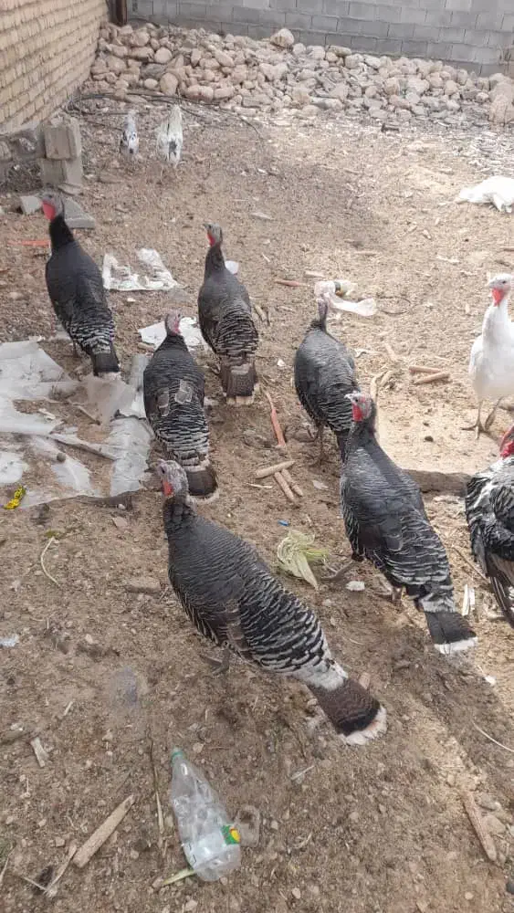 بوقلمون مرغ  جوجه|حیوانات مزرعه|صدرا-فارس, فاز ۲|دیوار