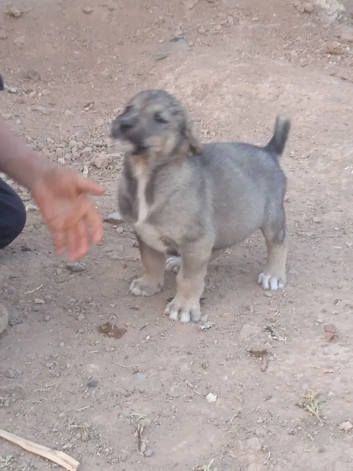 واگذاری حیوان اصیل|سگ|هشترود, |دیوار