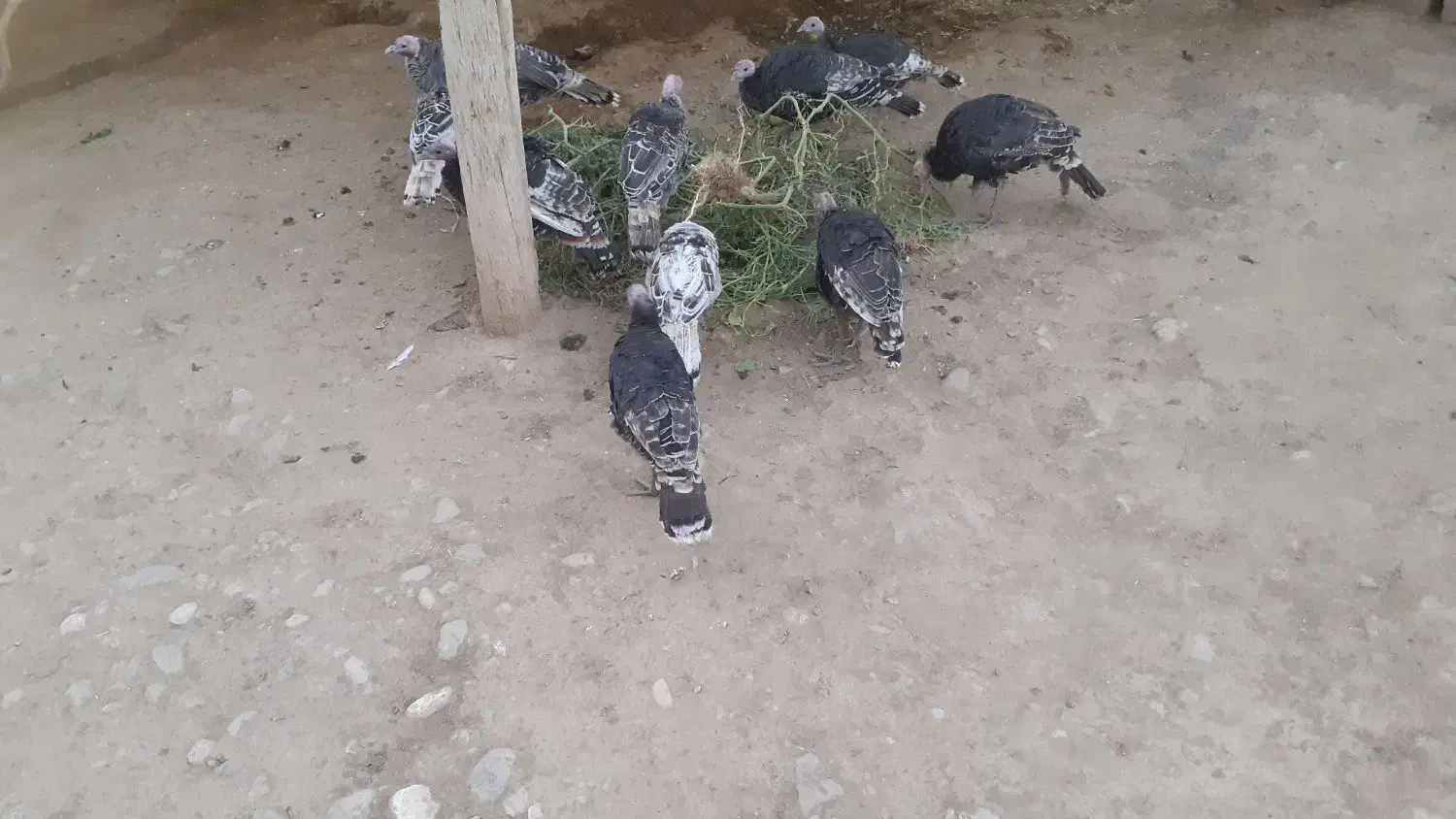 بوقلمون|حیوانات مزرعه|زاغه, |دیوار