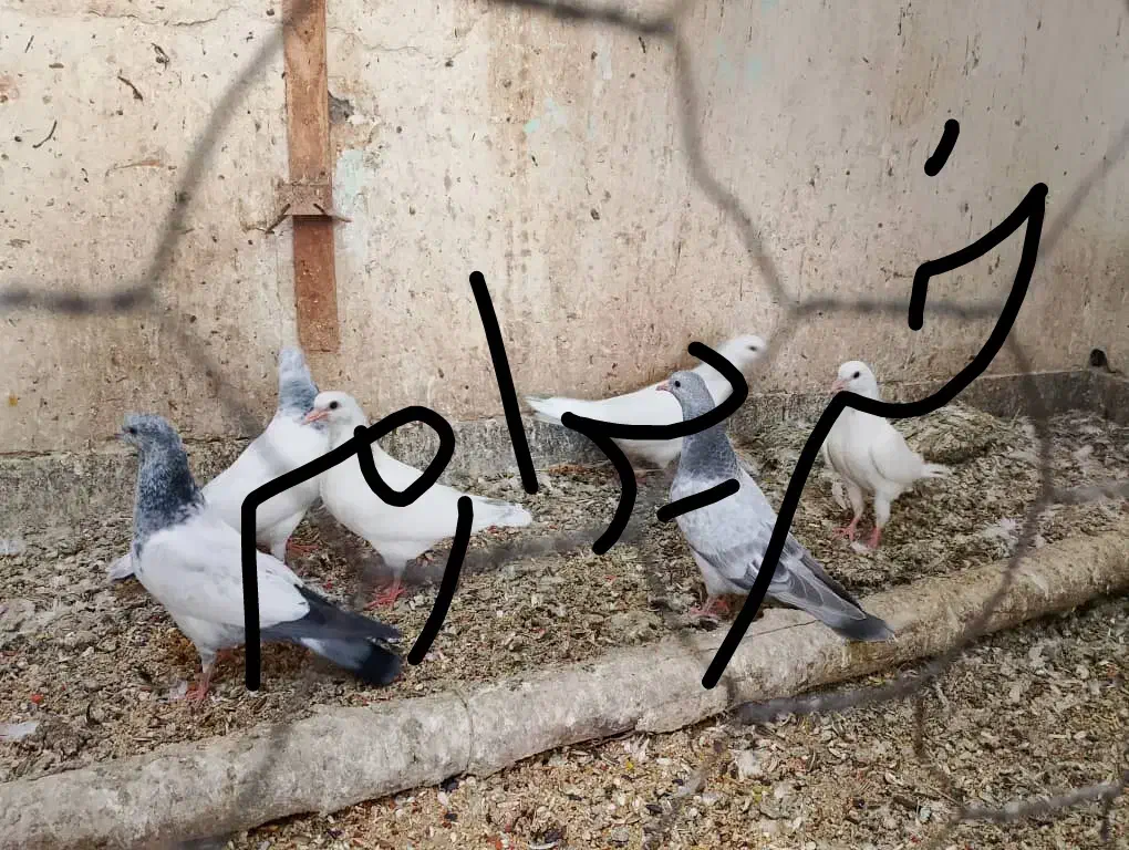 کبوتر پرنده|پرنده|شادگان, |دیوار