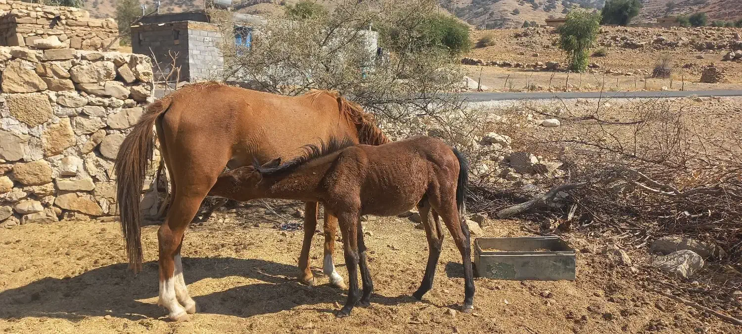مادیان با کره|اسب و تجهیزات اسبسواری|دهدشت, |دیوار