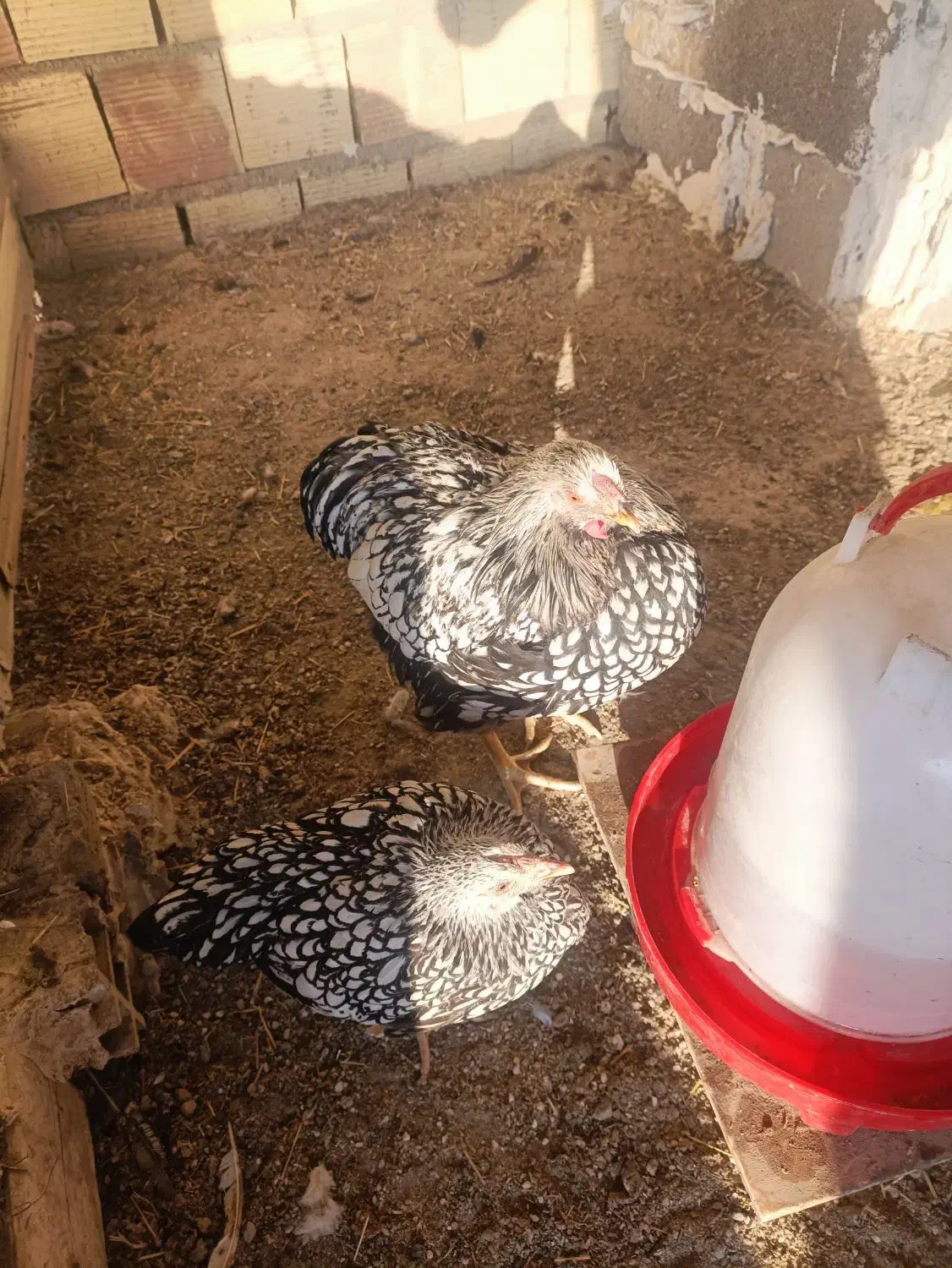 ویاندوت سیلور|حیوانات مزرعه|مشکین‌دشت, |دیوار