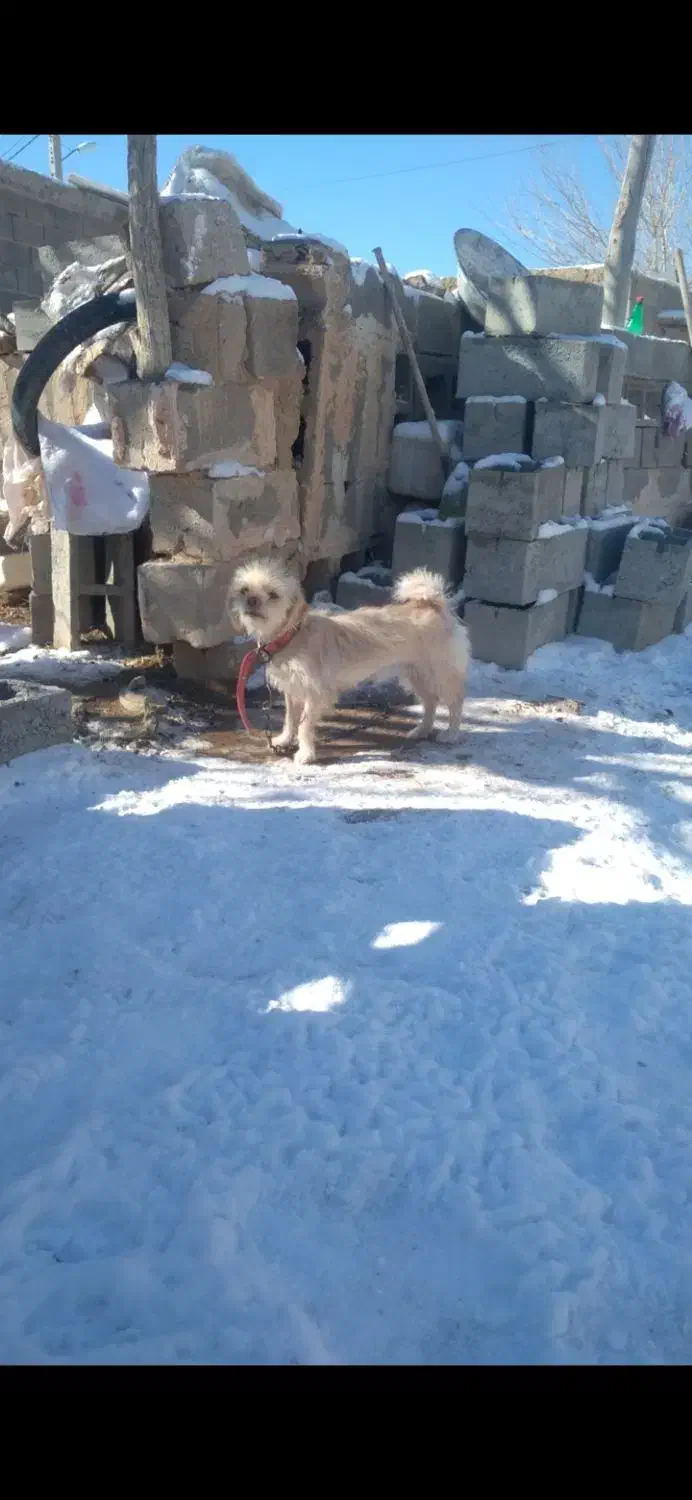 پاکوتا ماده|سگ|باسمنج, |دیوار