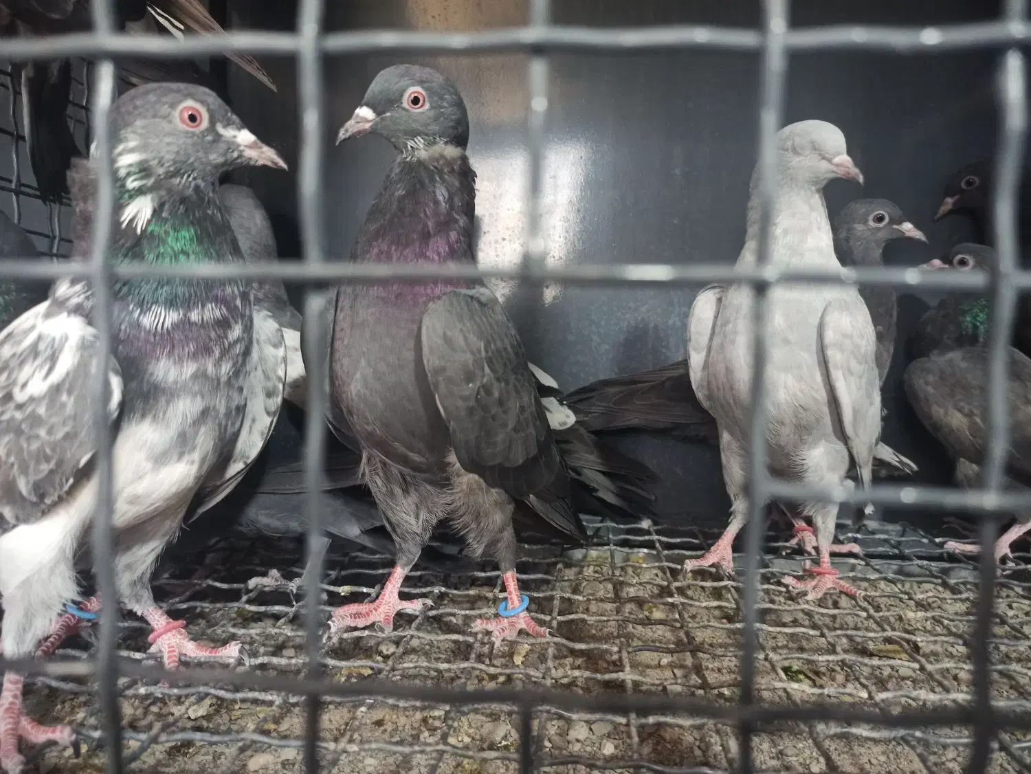 کبوترپاکستانی|پرنده|بندرعباس, |دیوار