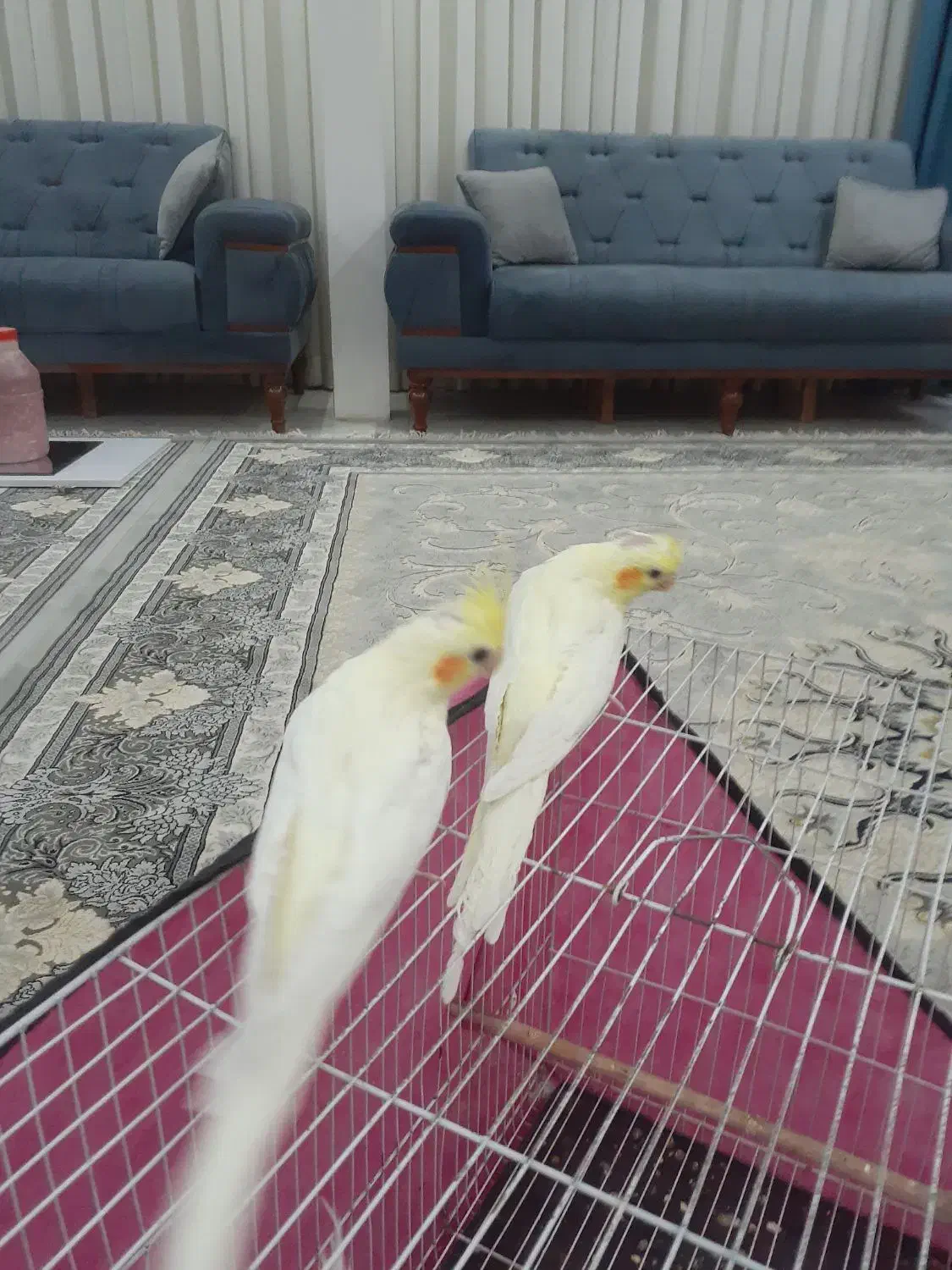 عروس هلندی|پرنده|مشهد, نوید|دیوار