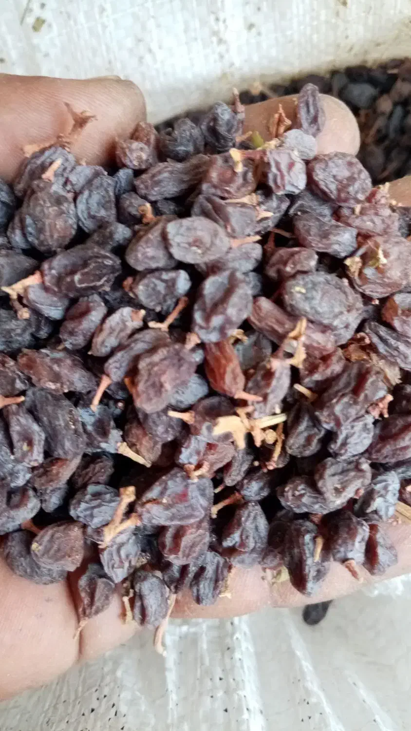 فروش کشمش وافتابی بوانات فروش بالای 100 کیلو|خوردنی و آشامیدنی|خرم بید, |دیوار