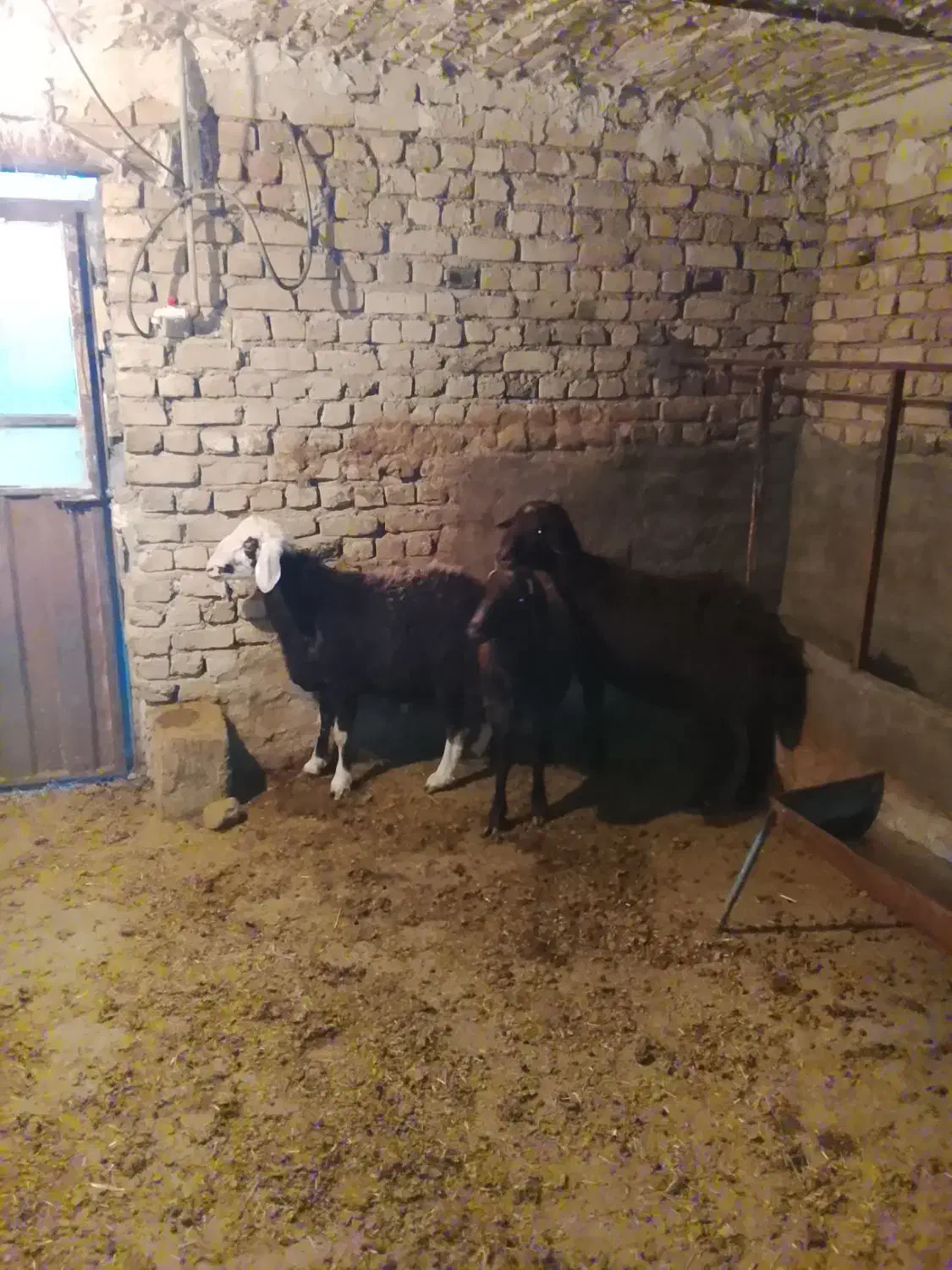 سه عدد قورچ|حیوانات مزرعه|سیلاخور, |دیوار