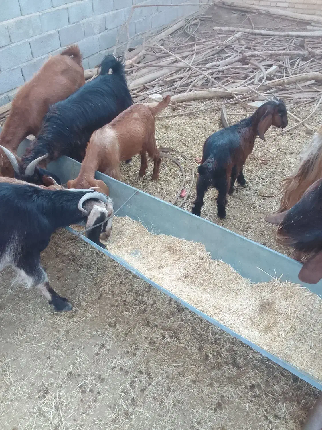 کهره برای فروش|حیوانات مزرعه|زرین دشت (فارس), |دیوار