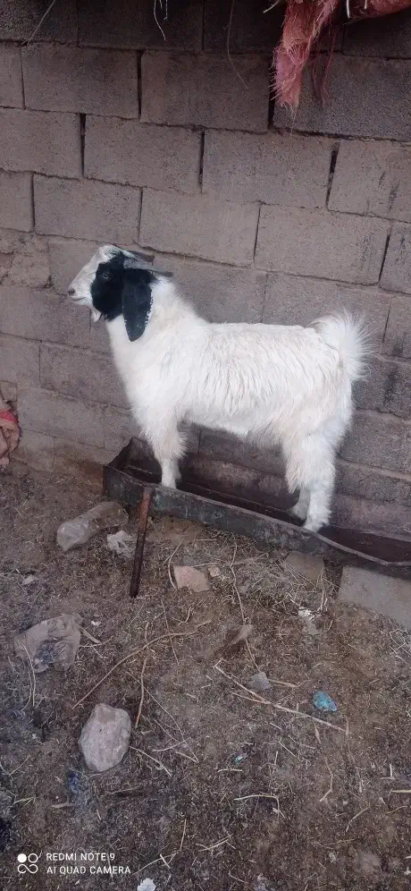 بزغاله نر گوشتی وچاق|حیوانات مزرعه|زیرکوه, |دیوار