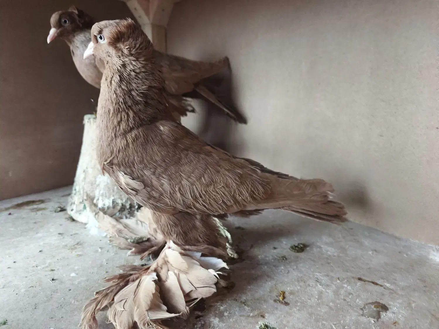 کبوتر زرد|پرنده|تبریز, |دیوار