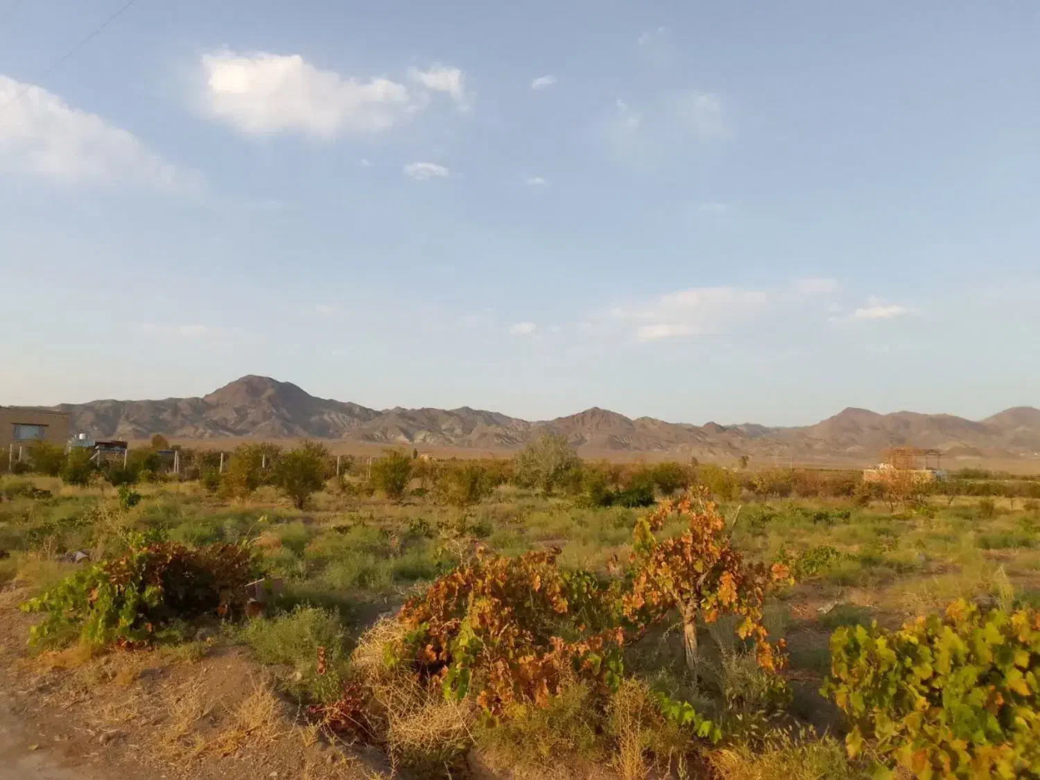 باغ کشاورزی|فروش دفتر صنعتی، کشاورزی، تجاری|سبزوار, رباط|دیوار