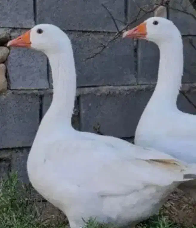 کبوتر|پرنده|خرم بید, |دیوار