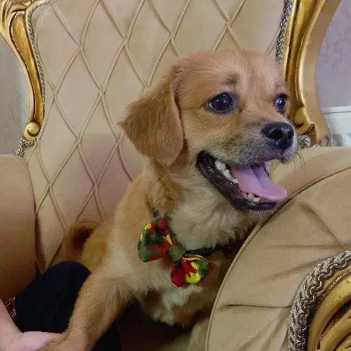 سگ شیتزو|سگ|کرج, خرمدشت|دیوار