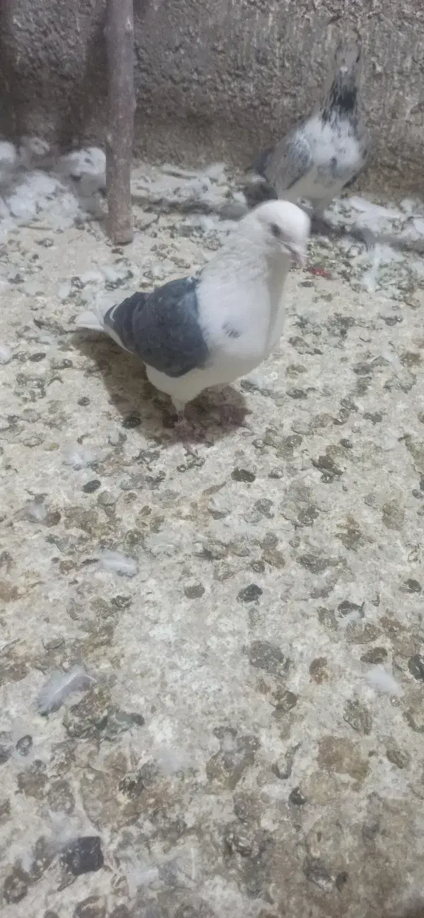 دوجفت ابلغ سبز درج یک دهن خورد|پرنده|جوادآباد, |دیوار