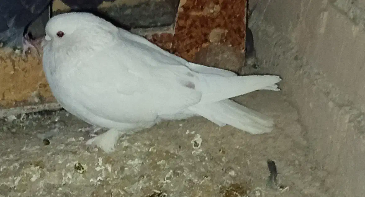 کبوتر پرشی|پرنده|خوانسار, |دیوار