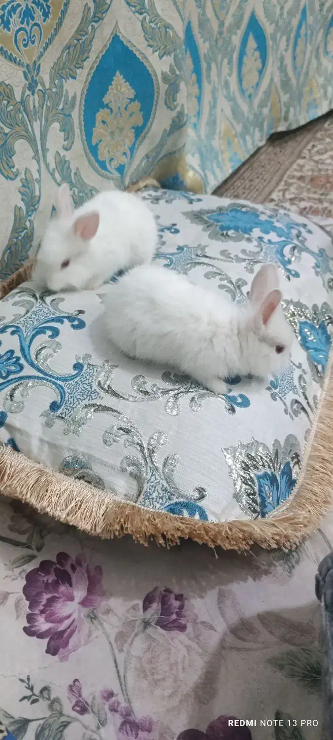 خرگوش|موش و خرگوش|بافق, |دیوار