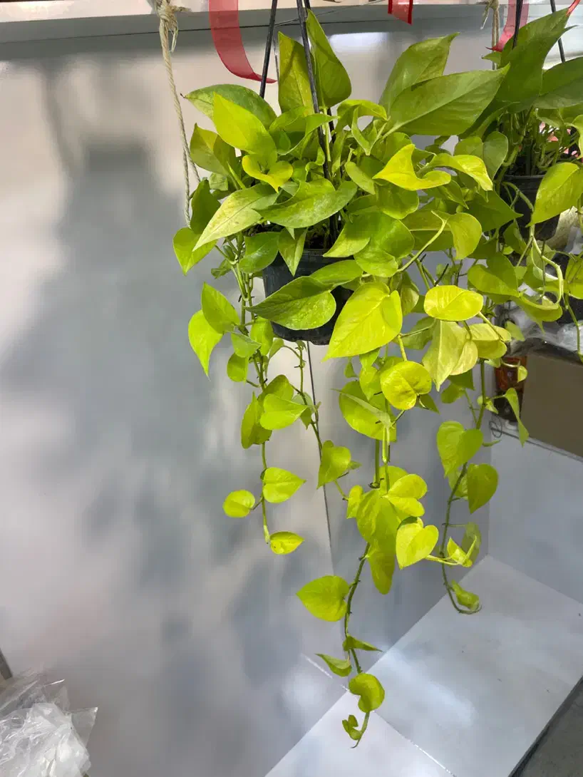 گیاهان اپارتمانی مقاوم|گل و گیاه طبیعی|تهران, مینای جنوبی|دیوار