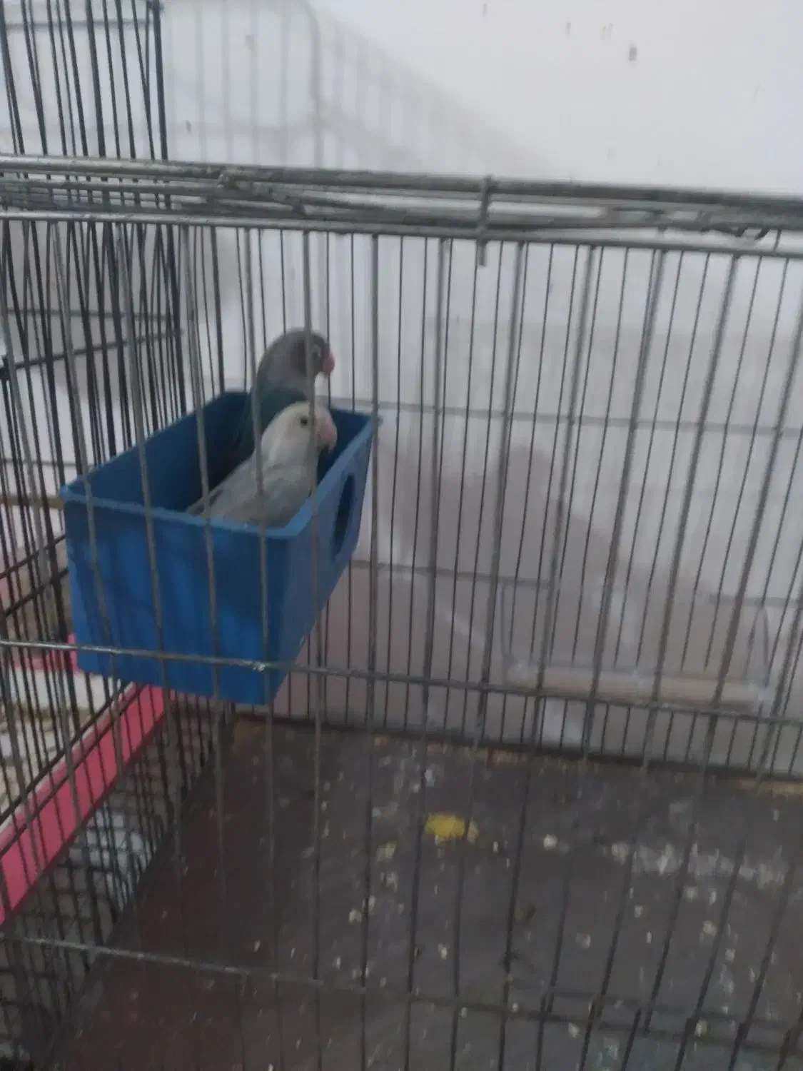 طوطی برزیلی|پرنده|هشتگرد, شهرک ریحانه|دیوار