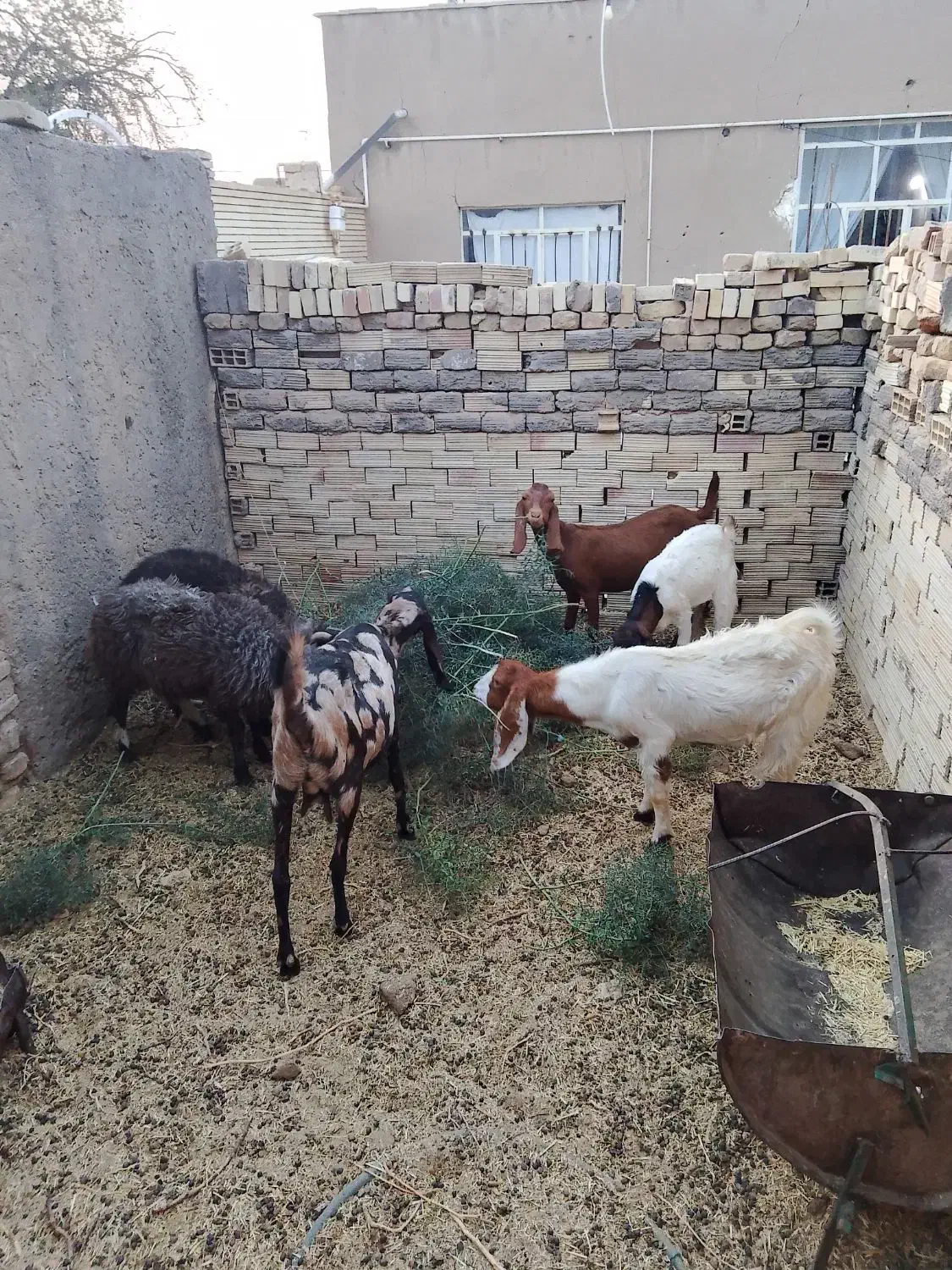 بزوکره وبره|حیوانات مزرعه|رفسنجان, |دیوار