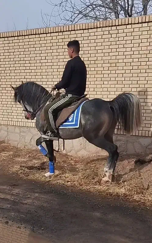 اسب|اسب و تجهیزات اسب‌سواری|سبزوار, ابارش|دیوار