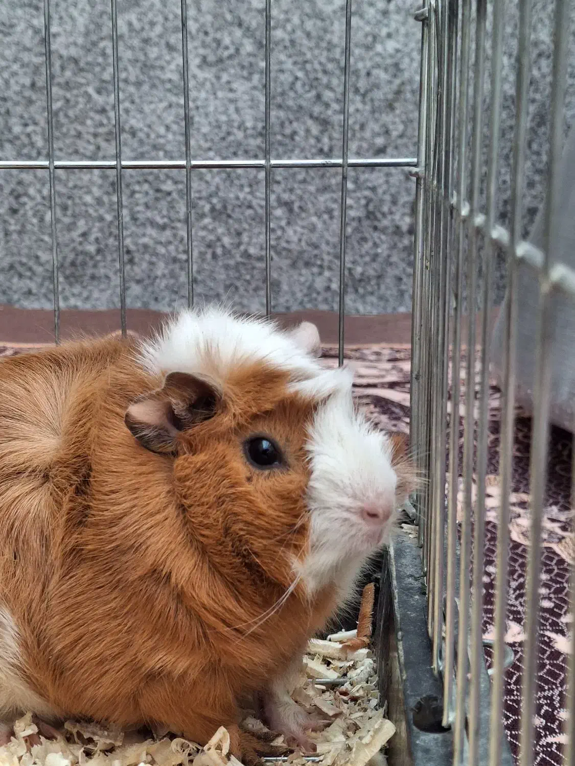 خوکچه هندی|موش و خرگوش|ارومیه, |دیوار