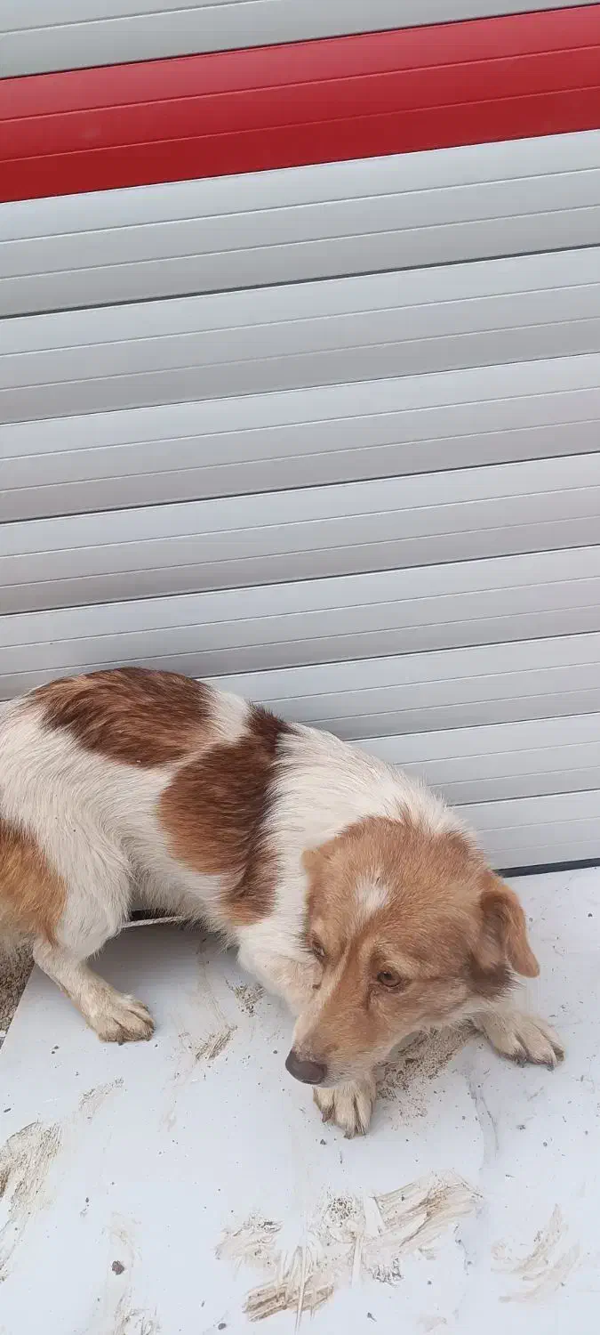 سگ پاکوتاه Shiba Inu|سگ|بستان آباد, |دیوار