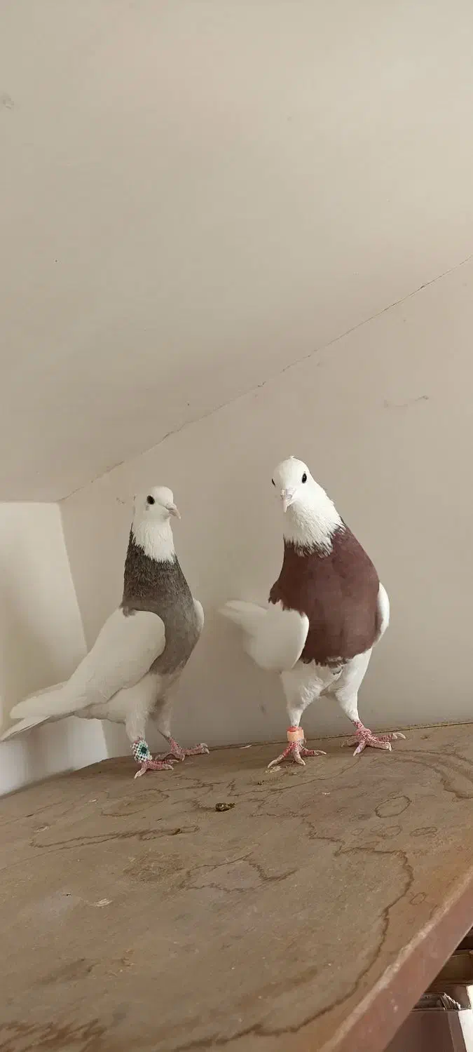 کبوتر طوقی|پرنده|هشتگرد, مدرس|دیوار